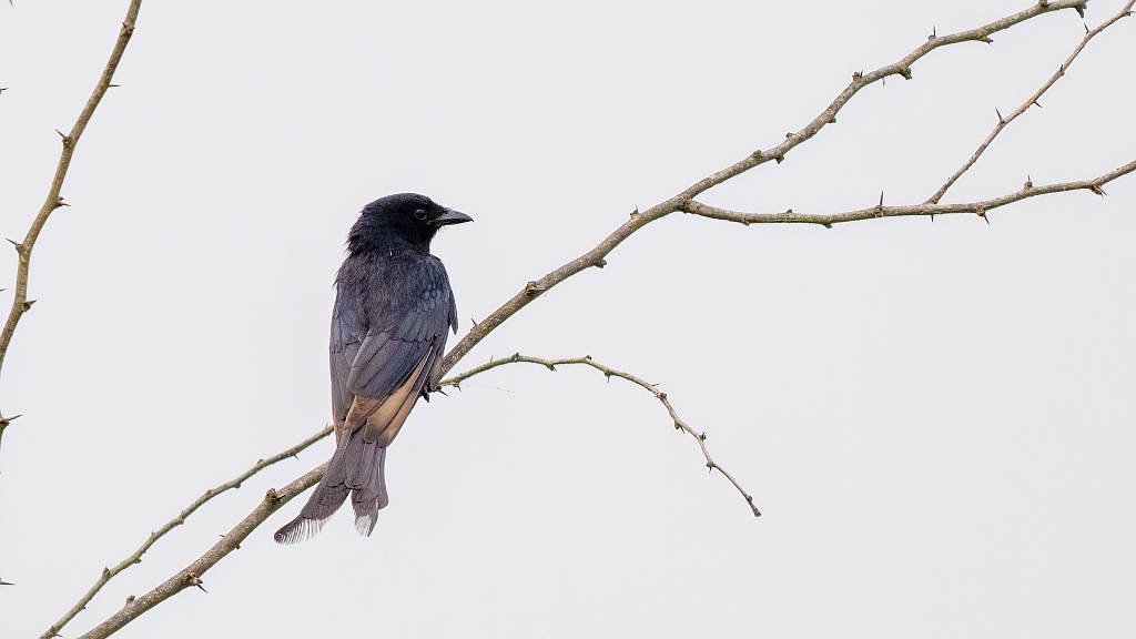Black Drongo